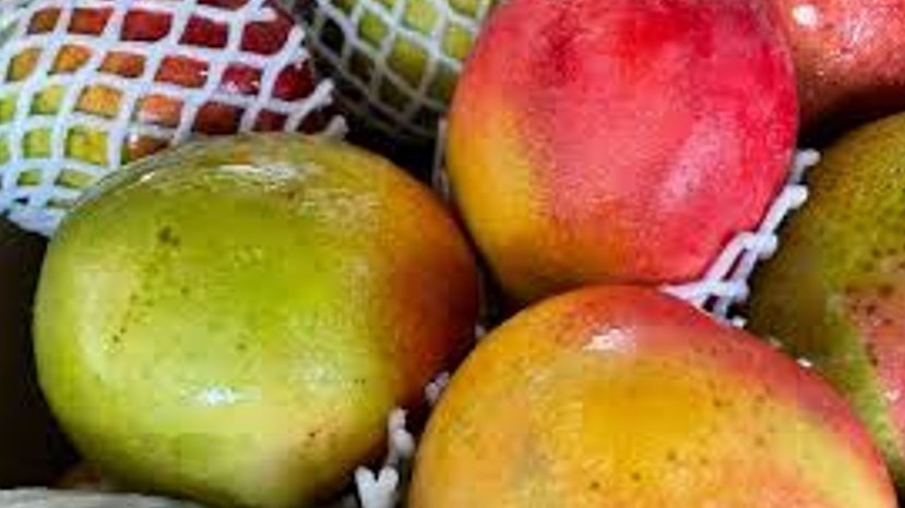 bea 8 mz mango.jpg